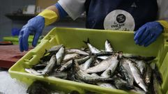 Sardinas frescas en una pescader�a gallega, en una imagen de archivo