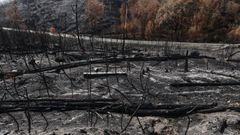 Imagen de un bosque incendiado en As Fermosas, Carballeda de Avia.