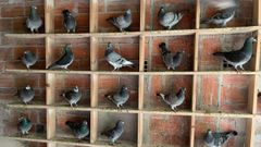 Las palomas mensajeras viven hasta 12 a�os