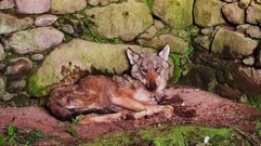 El lobo que se refugi� en una casa en ruinas el martes en una aldea habitada en Cuntis