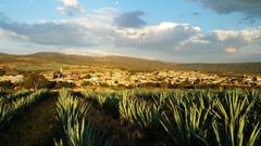 Del �gave, cultivado en M�xico, se producen biocombustibles que general etanol