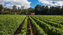 El grupo británico Fladgate Partnership es propietario de Quinta da Pedra, en Monçao, con 53 hectáreas.