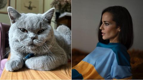 Vega pidió ayuda para encontrar a Arándano, el gato de la familia.