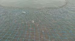 Los besugos de Lorb� vuelven a recibir pienso