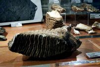 Molar del mamut de Bux�n en el museo Luis Iglesias.