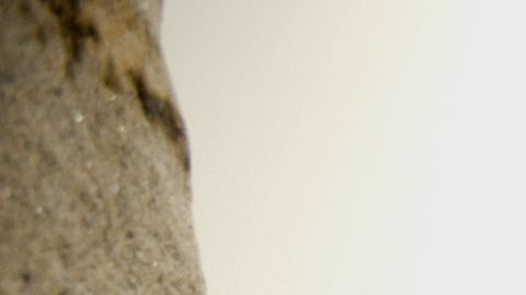 «Paseando cariñosas alimañas» é o título da exposición