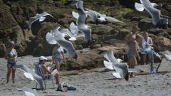 Ba�istas y gaviotas en Riazor