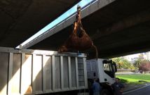 El becerro cay� por el hueco que separa los carriles de Alfonso Molina y se mat� contra el asfalto. 