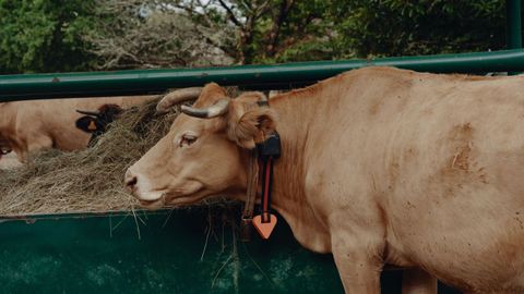 Una de las vacas con el dispositivo