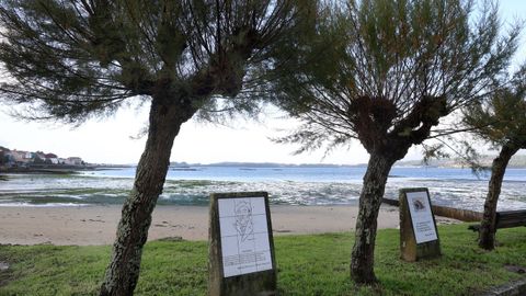 La bajamar alarg tanto la playa que permita llegar andando desde Rianxo a Taragoa