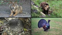 Especies amenazadas en Asturias