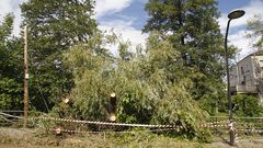 Estos �rboles cayeron sobre el tendido telef�nico en la calle Rosal�a de Castro y lo dejaron fuera de servicio