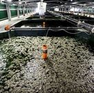 Pescanova present� ayer su �ltima propuesta de convenio.