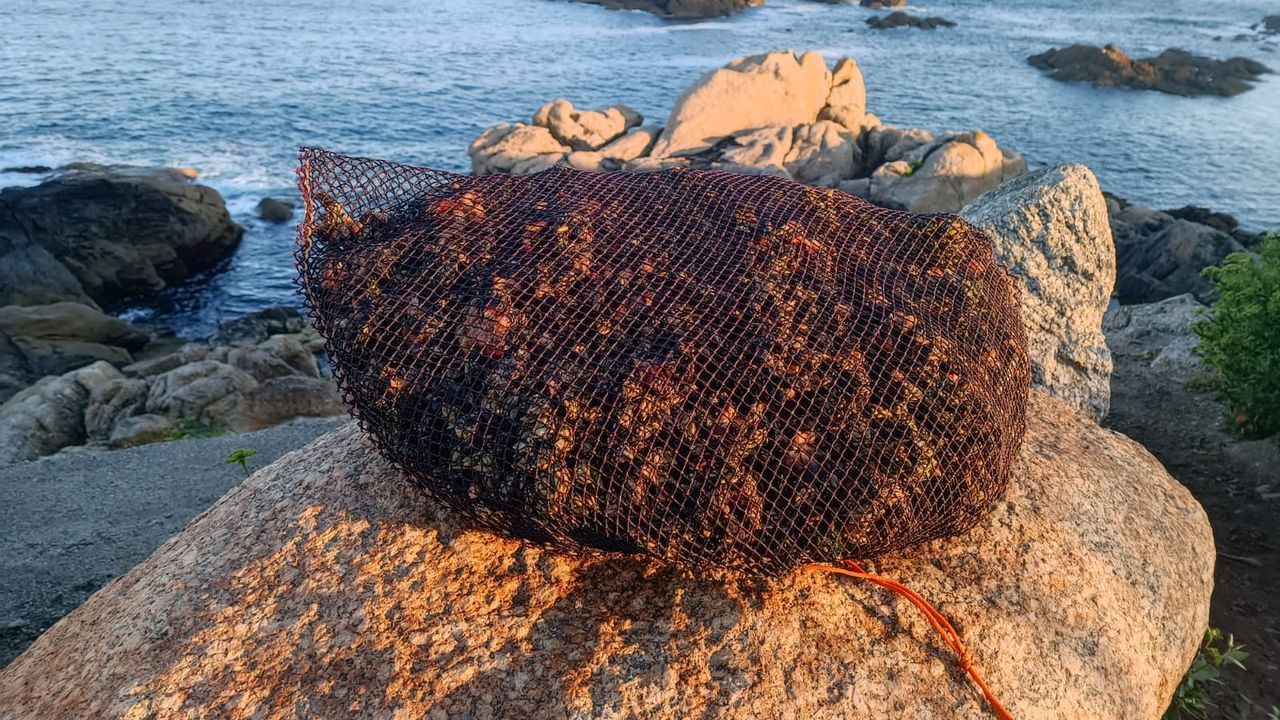 La Unidad de Policía Nacional Adscrita y Gardacostas de Galicia comisan 13 kilos de percebe en A Coruña