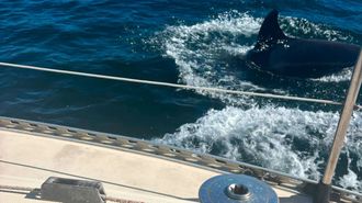 Un grupo de orcas sorprende a un velero en Muros