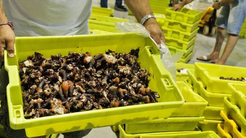 Subasta de percebe en la lonja de Cedeira, en una imagen de archivo