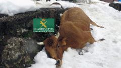 Una de las vacas que un ganadero de Teverga dej� morir por inanici�n, entre la nieve