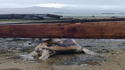 La tortuga la�d localizada entre restos de bateas en la playa de Ma��ns