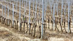 Ribeiro ha mostrado su inter�s por fomentar la movilizaci�n de tierras para poder�ampliar su superficie de vi�edo