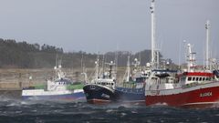 Flota amarrada en el puerto de Celeiro, en Viveiro 