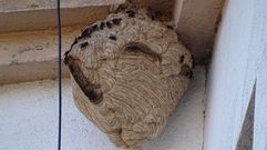 El nido apareci� en una casa de la calle Poeta Noriega Varela