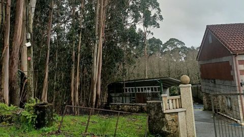 Eucaliptos muy pr�ximos a las viviendas en A Ermida, en Marc�n