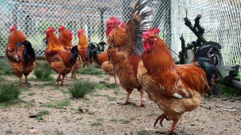 Los gallos de corral que Lola cr�a en Meis est�n al aire libre, en recintos cubiertos para evitar el contacto con otras aves