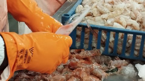 Procesado de langostino en la planta de Greciamar