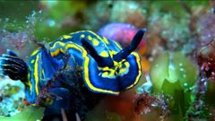 Un nudibranquio de colores azul y amarillo en el fondo de las islas C�es.