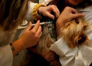 La vacuna de la rabia tiene una duraci�n aproximada de tres a�os.