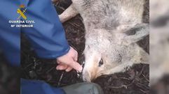 Espeluznante v�deo de un lobo cazado en Val do Dubra