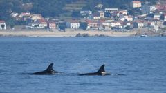 Imagen de archivo de unas orcas en la r�a de Arousa