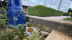 Comida que los vecinos dejan para animales de la calle en la urbanizaci�n La R�a de Culleredo