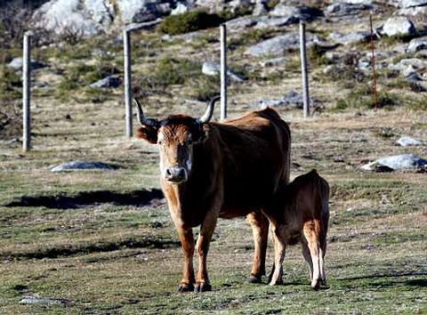 La Xunta zanj� el problema vallando algunas zonas.