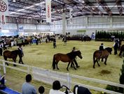 El programa equino ferial de la Semana Verde resulta intenso.