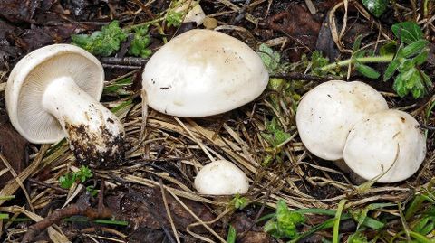 Perrechico, Calocybe gambosa
