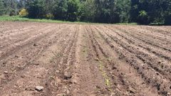 Imagen de archivo de un campo da�ado por jabal�es