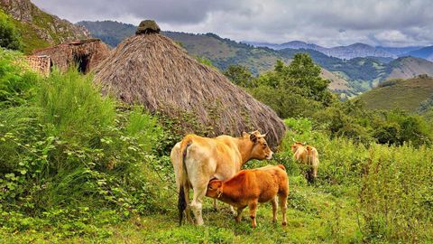 Vacas en Asturias