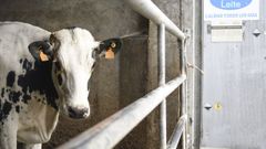 Imagen de una vaca lechera en una explotaci�n ganadera de Lugo. 