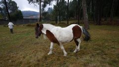 El minizoo r�stigo de� Postemir�n