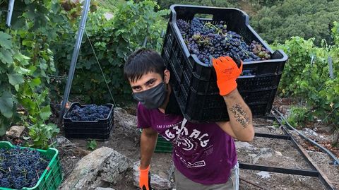Vendimia para la bodega Algueira, una de las m�s marugadoras en Ribeira Sacra