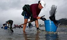 Las mariscadoras pretenden que Mar las autorice a trabajar dos d�as m�s este mes.