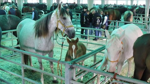 Exposicin de caballos en la feria de Castro