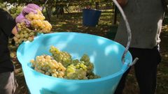 El Bloque mostr� su total rechazo a la propuesta que prev� rebajar los rendimientos de la uva en R�as Baixas