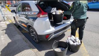 Pulpo incautado por la Guardia Civil en Bueu
