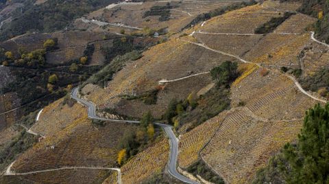 Otoño en las viñas en pendiente de Doade (Sober)