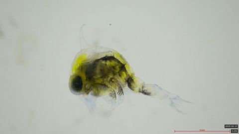 Megalopa: la larva ya ha evolucionado pero a�n tiene pendiente un proceso de metamorfosis para convertirse en juvenil.