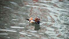 Ejemplar de pato mandar�n, con su colorido caracter�stico, fotografiado en el Malec�n