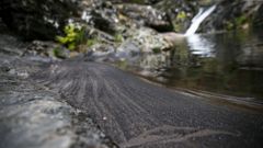 Imagen de restos depositados en la margen del r�o Pedras, en A Pobra do Carami�al