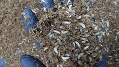 Larvas de mosca solado negras que emplean en el nuevo bioestimulante